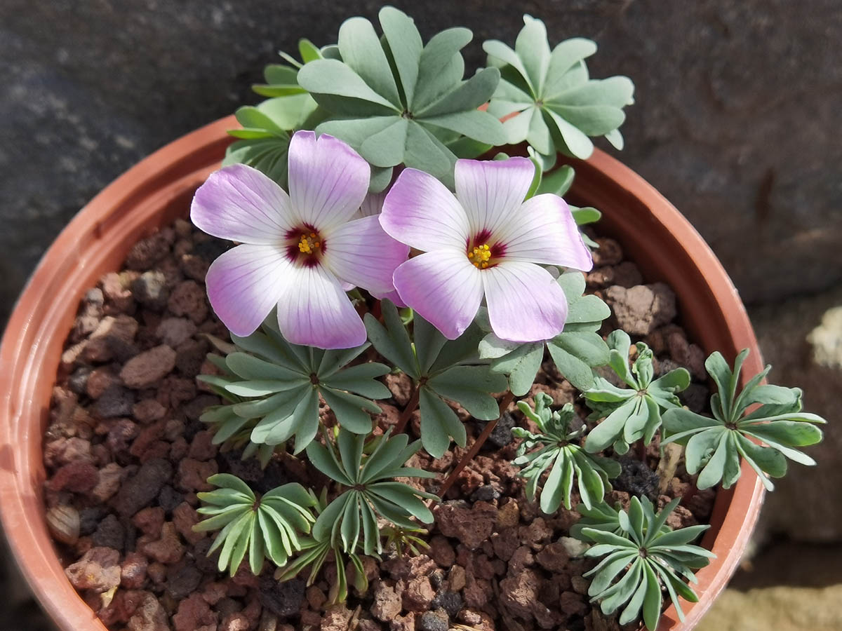 Oxalis adenophyla photo